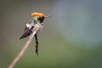 Spangled coquette