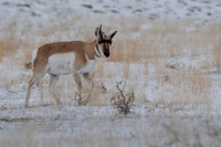 Pronghorn
