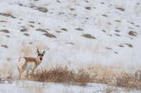 Pronghorn