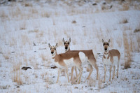 Pronghorn