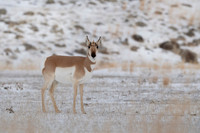 Pronghorn