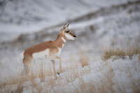 Pronghorn