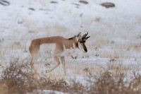 Pronghorn