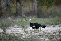 Red-throated Piping Guan