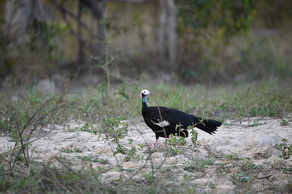 Red-throated Piping Guan