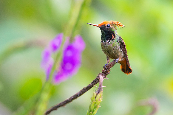 Spangled coquette