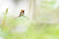 Spangled coquette