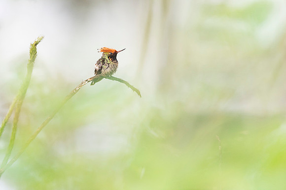 Spangled coquette