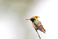 Spangled coquette