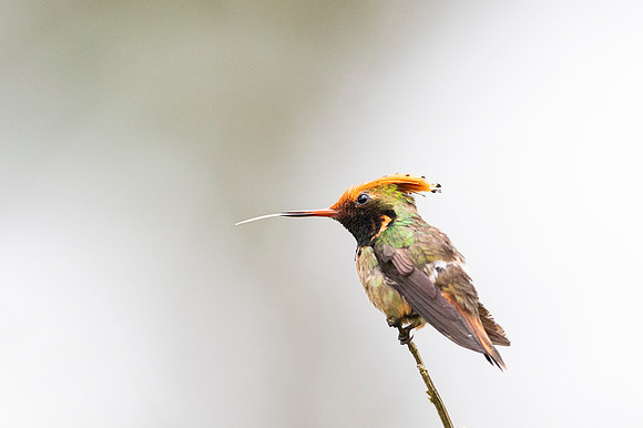 Spangled coquette
