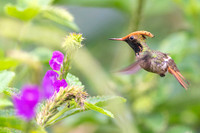 Spangled coquette