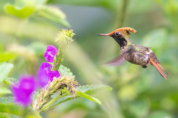 Spangled coquette