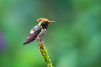 Spangled coquette