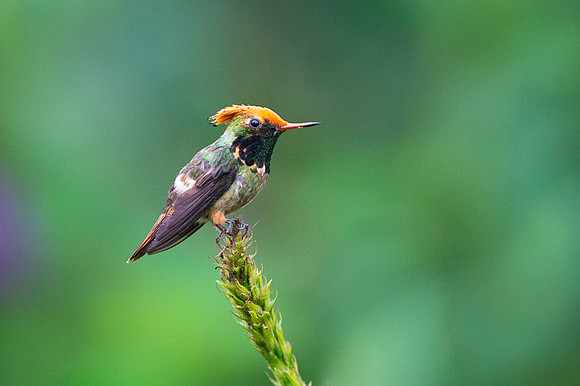 Spangled coquette