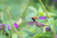 Spangled coquette