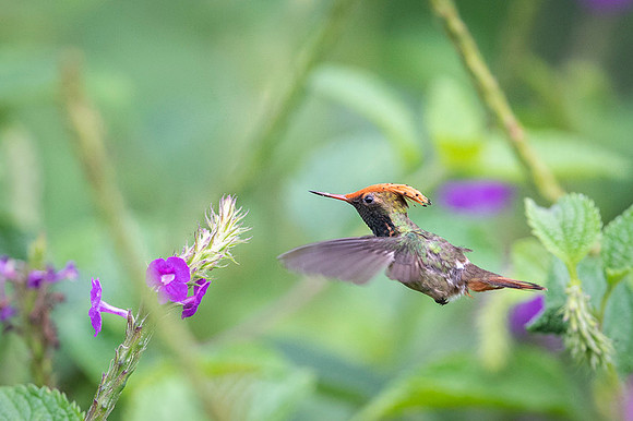 Spangled coquette