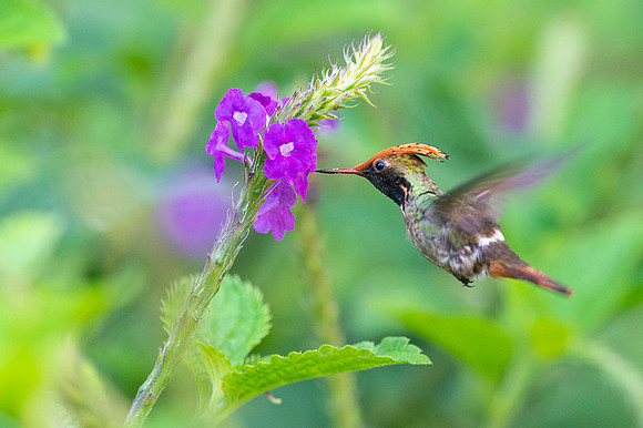 Spangled coquette