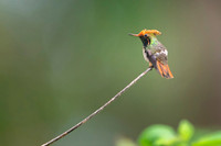 Spangled coquette