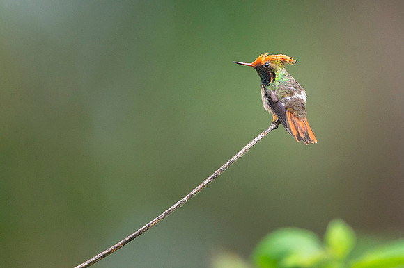 Spangled coquette