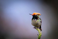 Spangled coquette