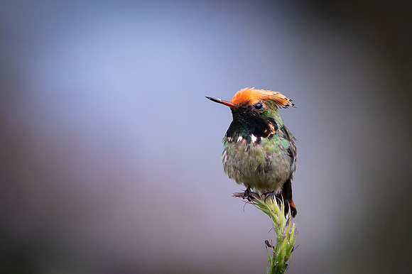 Spangled coquette