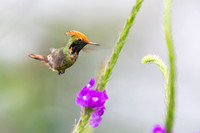Spangled coquette