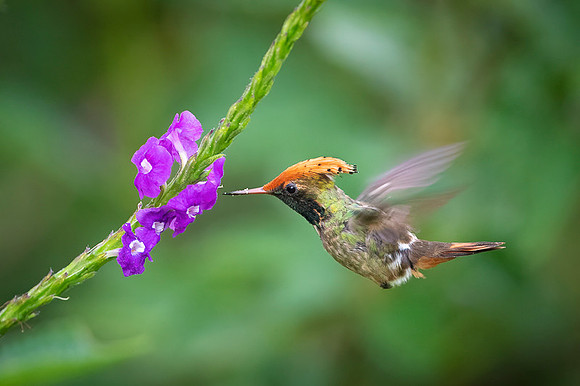 Spangled coquette