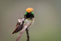 Spangled coquette