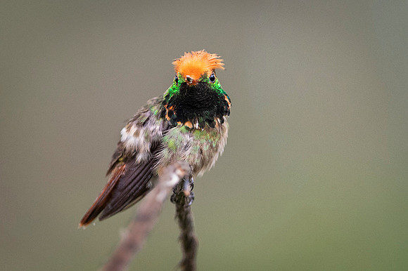 Spangled coquette