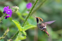 Spangled coquette