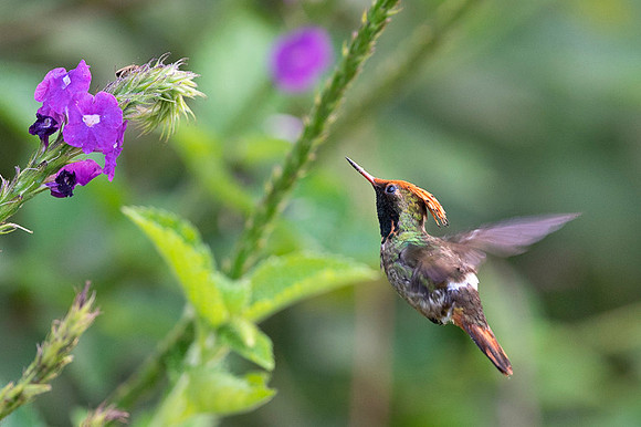 Spangled coquette