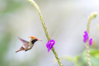 Spangled coquette