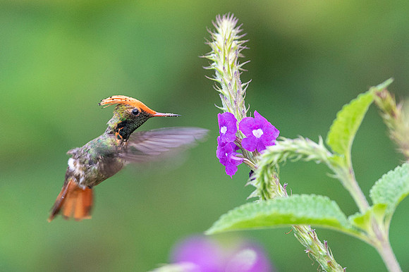 Spangled coquette