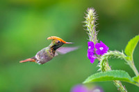 Spangled coquette