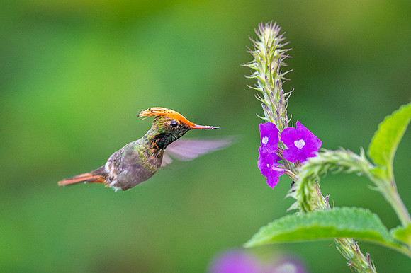 Spangled coquette