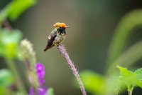 Spangled coquette