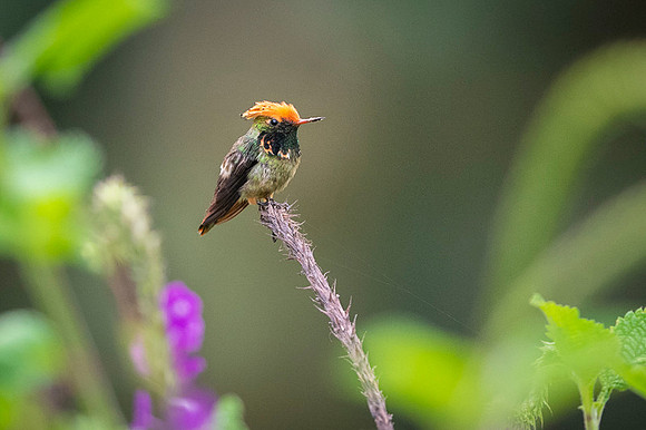 Spangled coquette