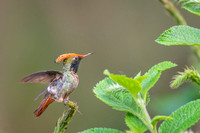 Spangled coquette