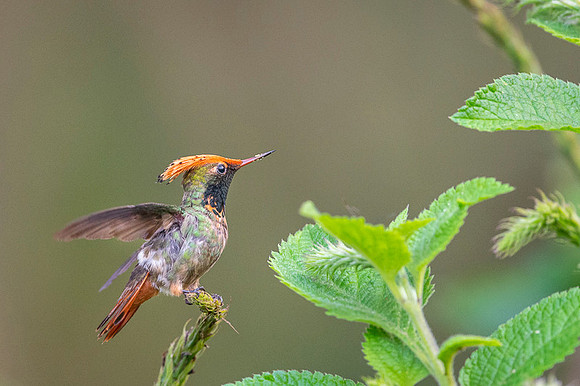 Spangled coquette