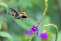 Spangled coquette