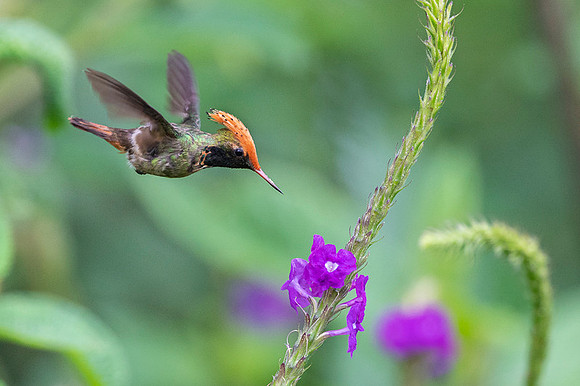 Spangled coquette
