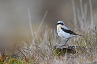 Northern Wheatear / Białorzytka