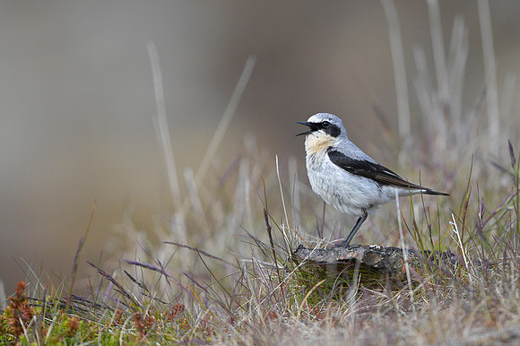 Northern Wheatear / Białorzytka