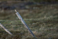 Northern Wheatear / Białorzytka