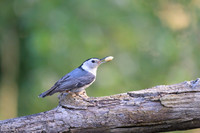 White-breasted nuthatch