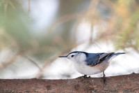 White-breasted nuthatch