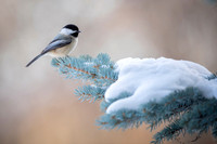 Black-capped chickadee