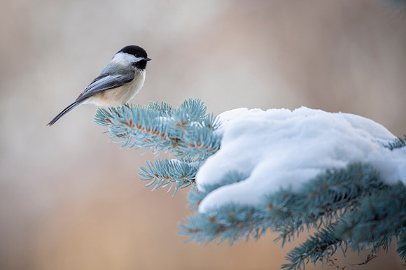 Black-capped chickadee