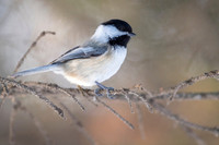 Black-capped chickadee