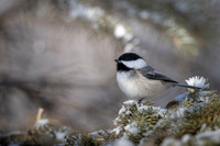Black-capped chickadee